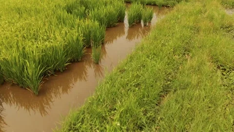 Rice green field Stock Footage 137087786