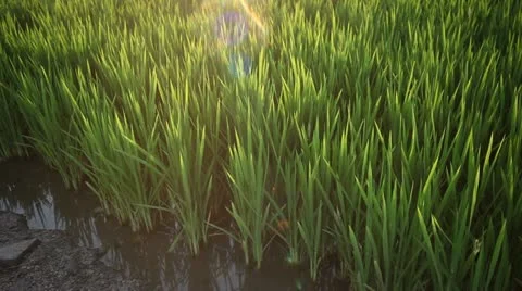 Rice Green Leaves Stock Footage 10942006