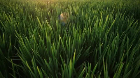 Rice Green Leaves 動画素材 10942009