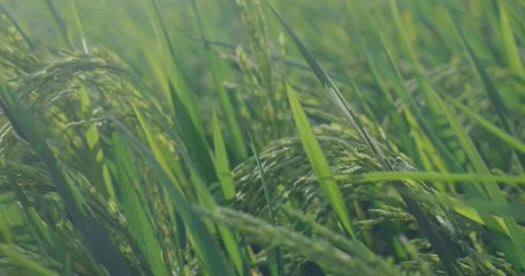 The rice is growing in the field Stock Footage 218995823
