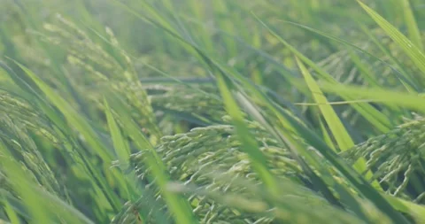 The rice is growing in the field Stock Footage 218995825