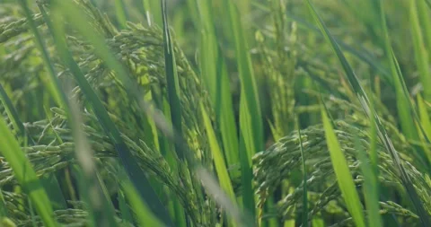 The rice is growing in the field Stock Footage 218995828