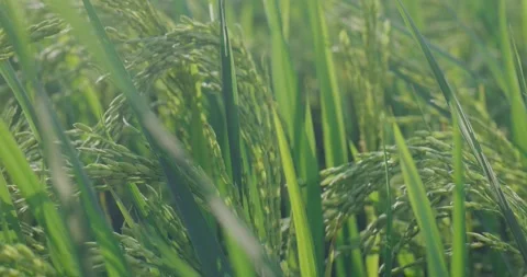 The rice is growing in the field Stock Footage 218995831
