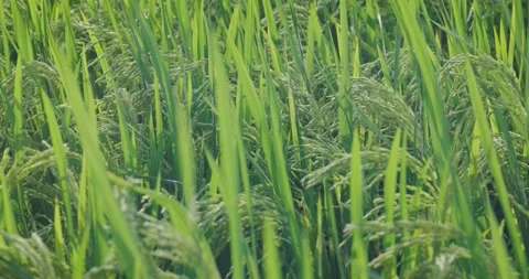 The rice is growing in the field Stock Footage 218995833