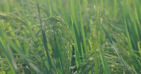 The rice is growing in the field Stock Footage 218995834