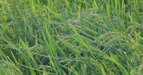The rice is growing in the field Stock Footage 218995835