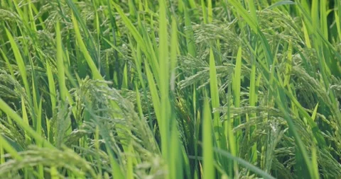 The rice is growing in the field Stock Footage 218995836