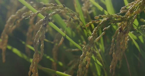 The rice is growing in the field.. Stock Footage 221878903
