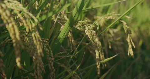 The rice is growing in the field.. Stock Footage 221878907