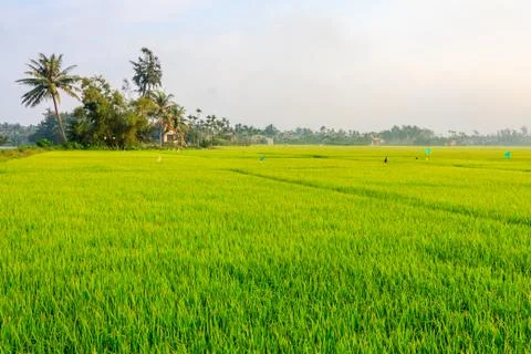 Rice growing in fields, Stock-Fotos