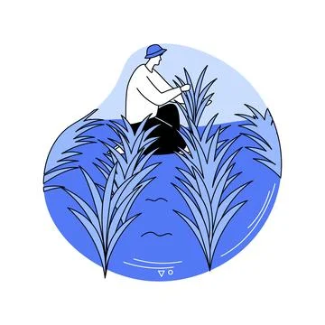 Rice growing isolated cartoon vector illustrations. Stock Illustration