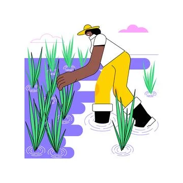 Rice growing isolated cartoon vector illustrations. Stock Illustration