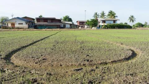 Rice growing Stock Photos