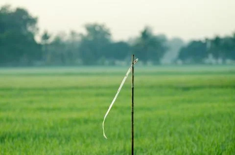 A rice growing Stock Photos