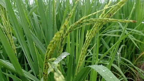 Rice growing in rice field Stock Footage 290989203