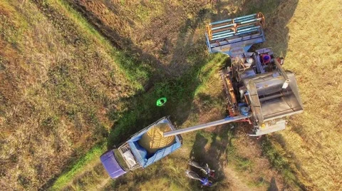 Rice grown up with harvesting. Stock Footage 57982765