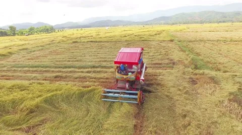 Rice grown up with harvesting. Stock Footage 58143133