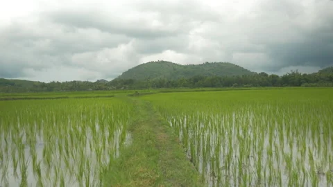 Rice grows in the field flooded with water, in Indonesia Stock Footage 222014119