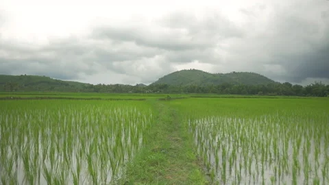 Rice grows in the field flooded with water, in Indonesia Stock Footage 223316986