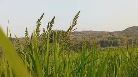 Rice grows lushly in the middle of the hills. 스톡 동영상 336733875