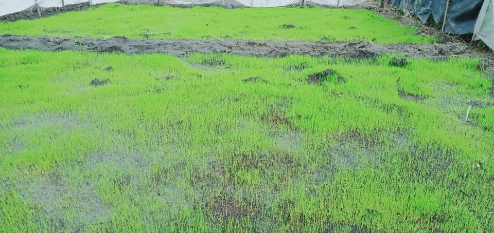 Rice grows Foto stock