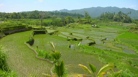 Rice grows on terraced fields in Bali Indonesia. Stock Footage 557188
