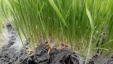 Rice growth Stock Footage 243212974