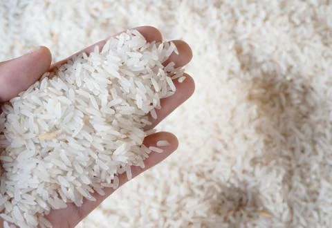 Rice on hand with blurred background Stock Photos