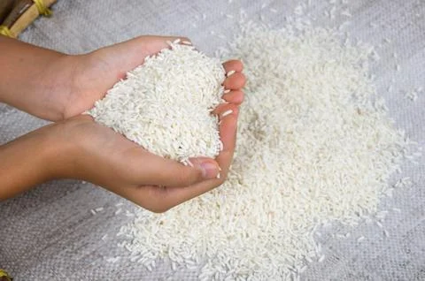 Rice on hand Stock Photos