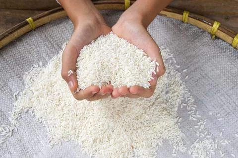 Rice on hand Stock Photos