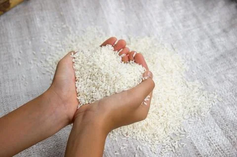 Rice on hand Stock Photos