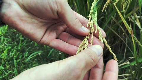 Rice in the hands in the rice field close-up. Stock Footage 103270809