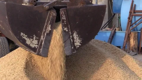 Rice Harvest close up Stock Footage 81595318