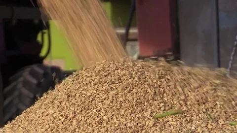 Rice Harvest close up Stock Footage 81595629