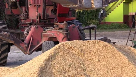 Rice Harvest close up Stock Footage 81595771