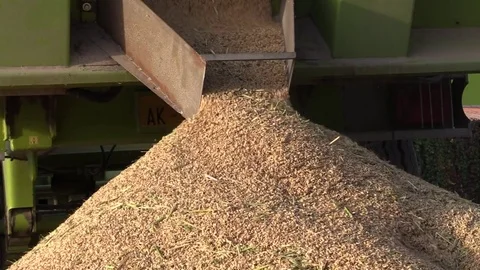Rice Harvest close up Stock Footage 81595995