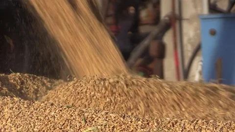 Rice Harvest close up Stock Footage 81596181