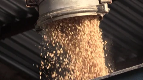 Rice Harvest close up Stock Footage 81610818