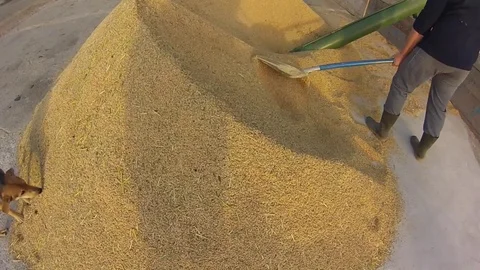 Rice Harvest close up Stock Footage 81613514