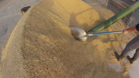 Rice Harvest close up Stock Footage 81613526