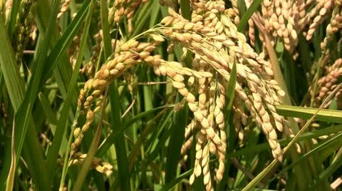 Rice before harvest (closeup) Stock Footage 12392486