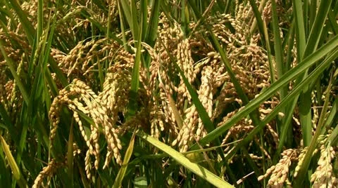 Rice before harvest (closeup) Stock Footage 12466514