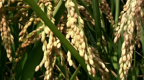 Rice before harvest (closeup) Stock Footage 12659016