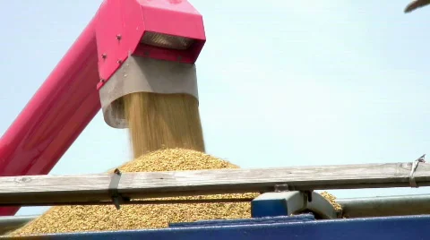 Rice harvest Stock Footage 445457