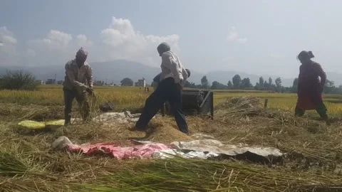 Rice harvest 動画素材 140870660