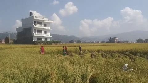 Rice harvest 動画素材 140872767