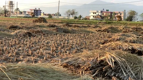 Rice harvest 動画素材 141732072