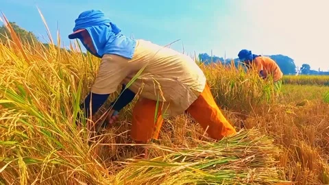 Rice Harvest Stock Footage 217991967