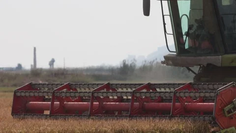 Rice harvest Stock Footage 263665818