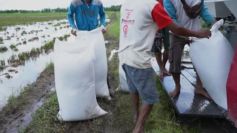 Rice Harvest 스톡 동영상 287318839